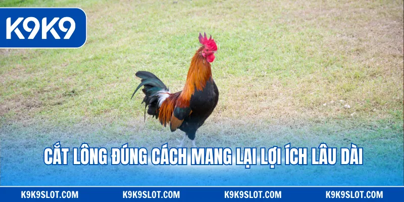 Cắt lông đúng cách mang lại lợi ích lâu dài