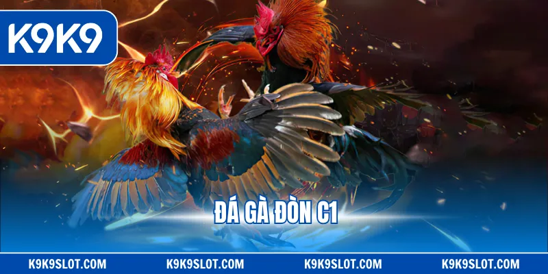 Đá gà đòn c1