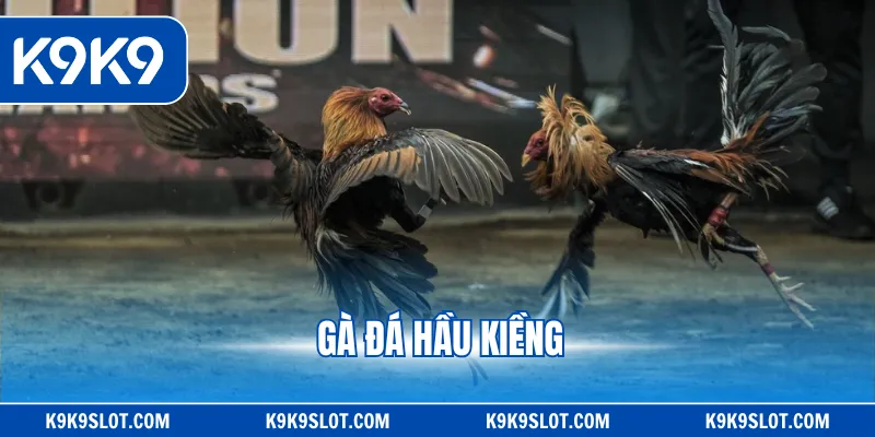 Gà đá hầu kiềng